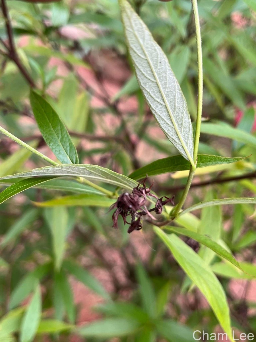 Arachnothryx leucophylla (Kunth) Planch.